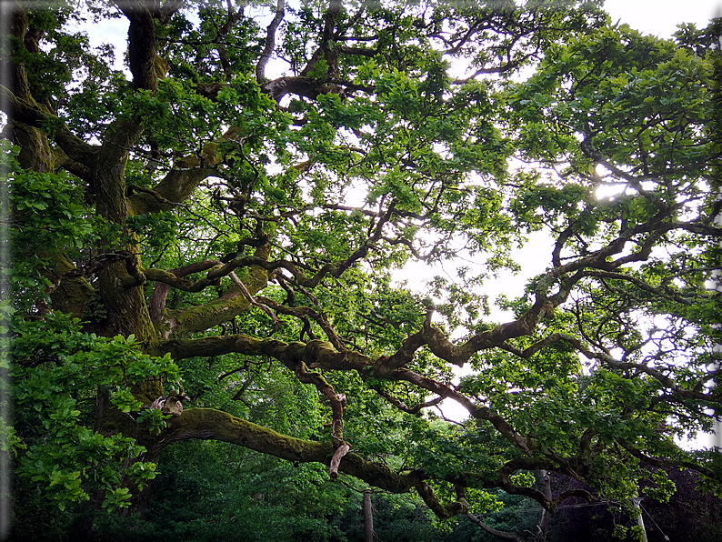 foto Parco di Killarney